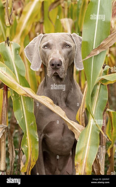 winemar dog|weimaraner pointing.